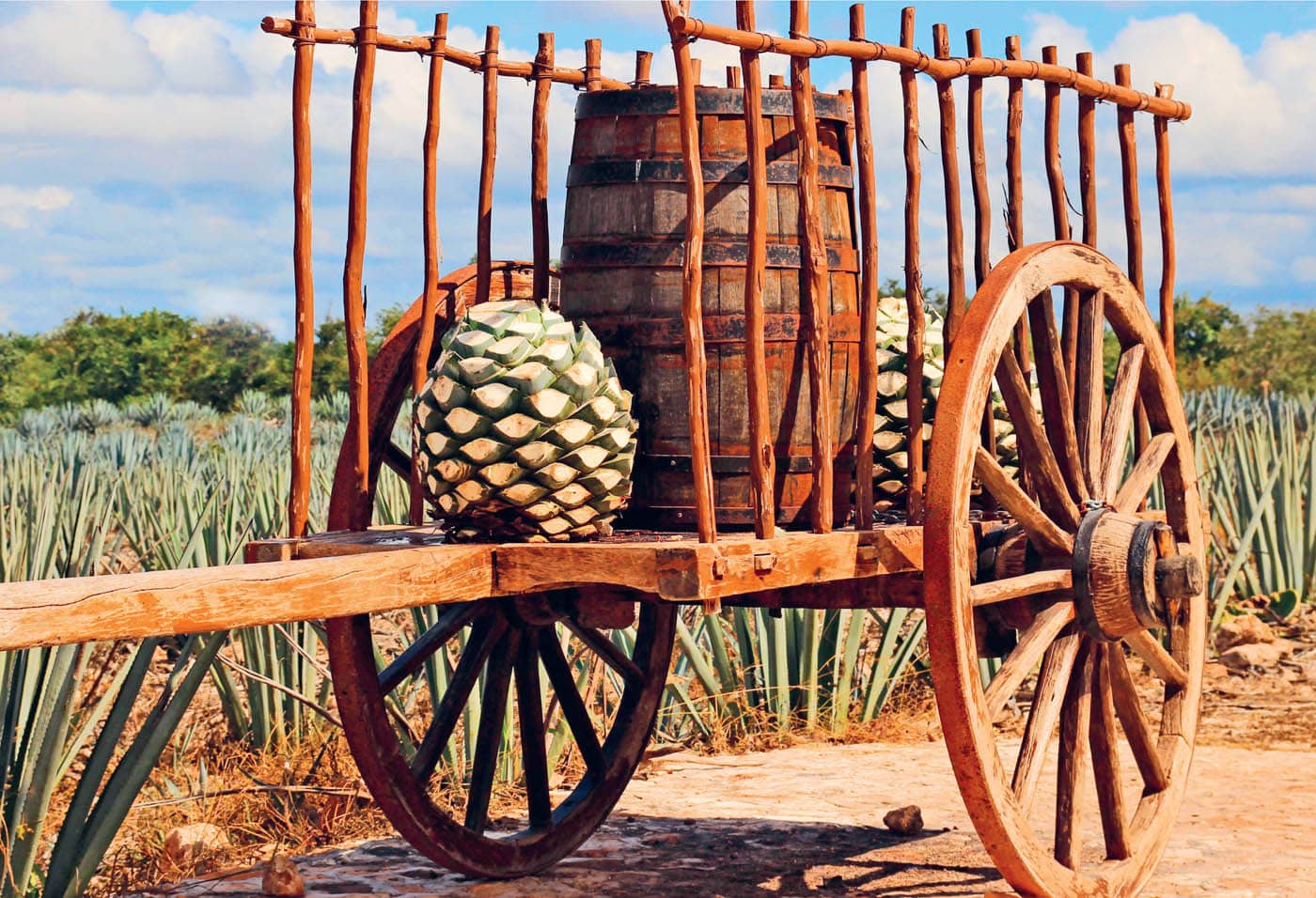 A DRINK FOR THE GODS Tequilas origins stretch back more than three millennia - photo 8
