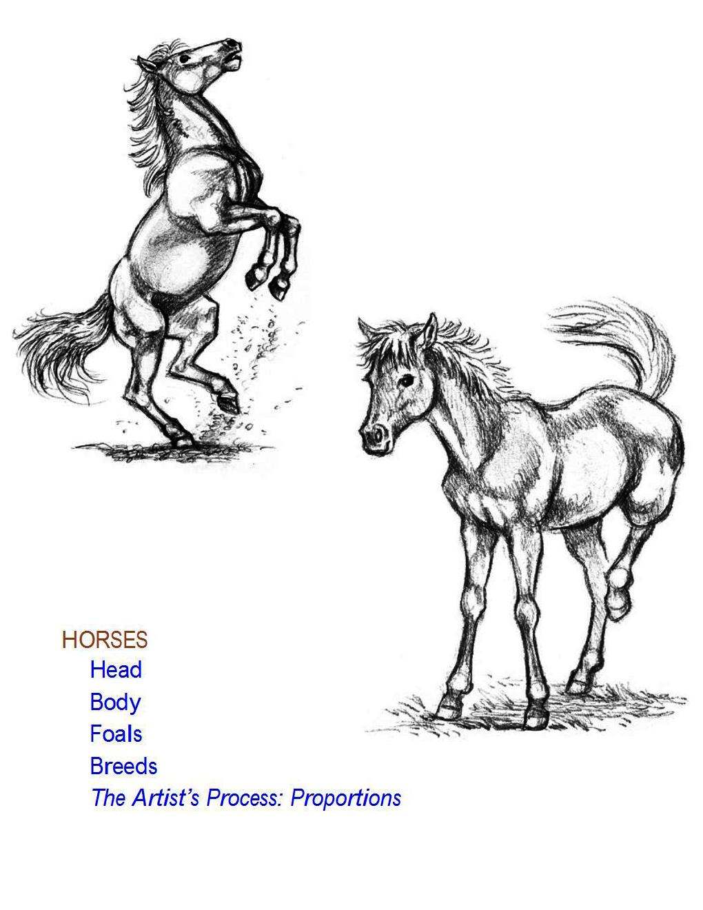 How to Draw Horses Step-By-Step for Student Part 1 - photo 1