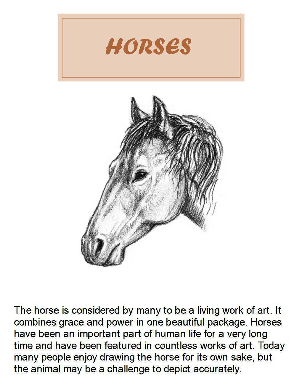 How to Draw Horses Step-By-Step for Student Part 1 - photo 2