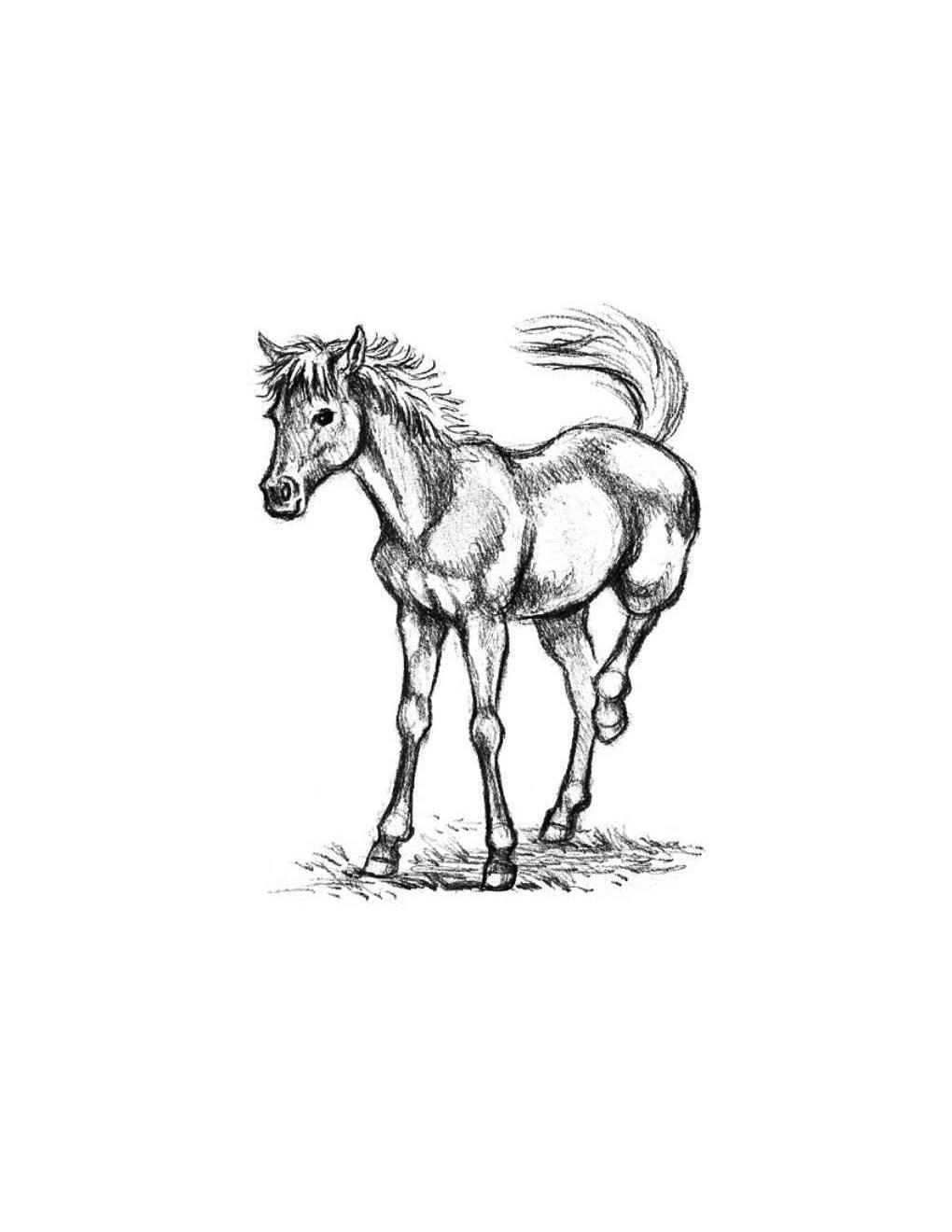 How to Draw Horses Step-By-Step for Student Part 1 - photo 3