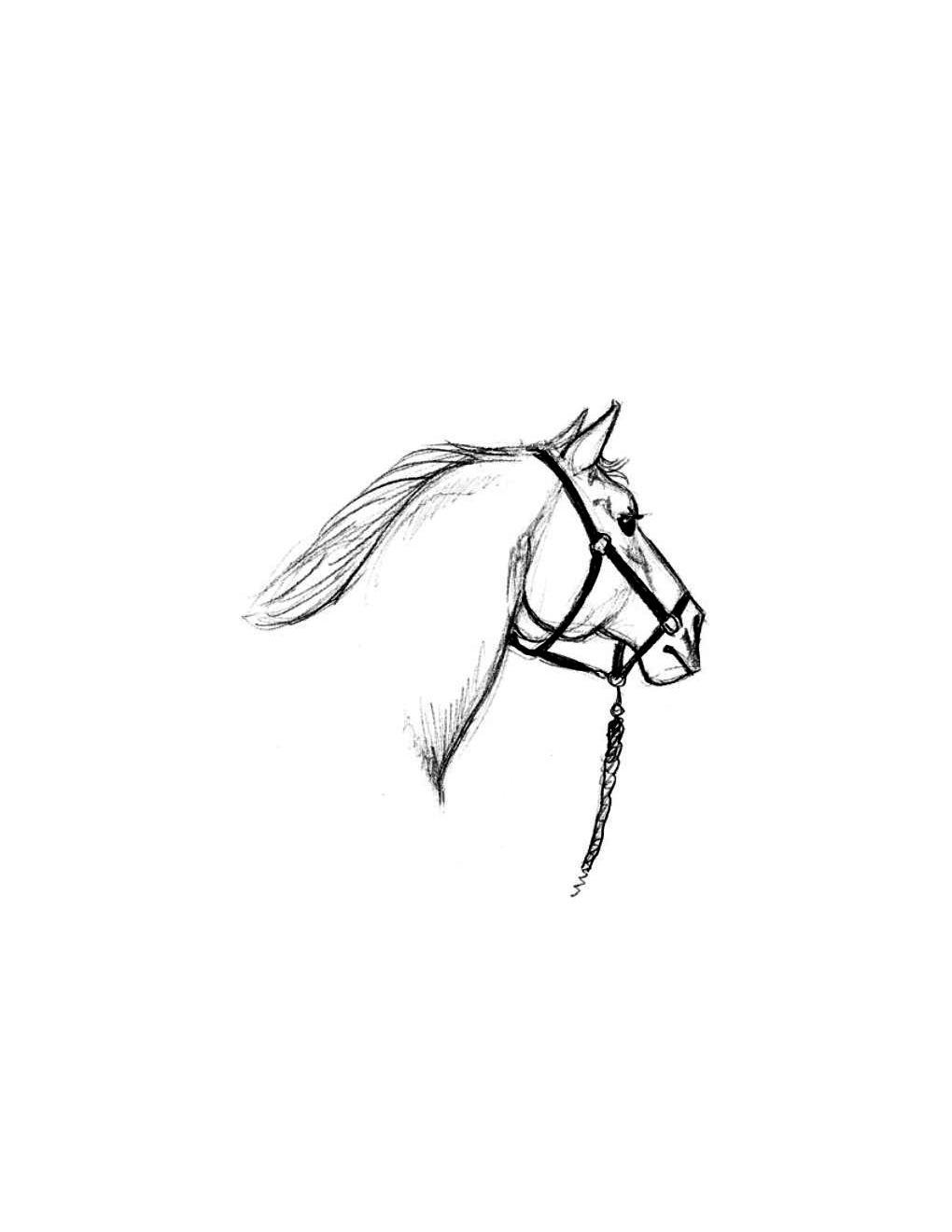 How to Draw Horses Step-By-Step for Student Part 1 - photo 4