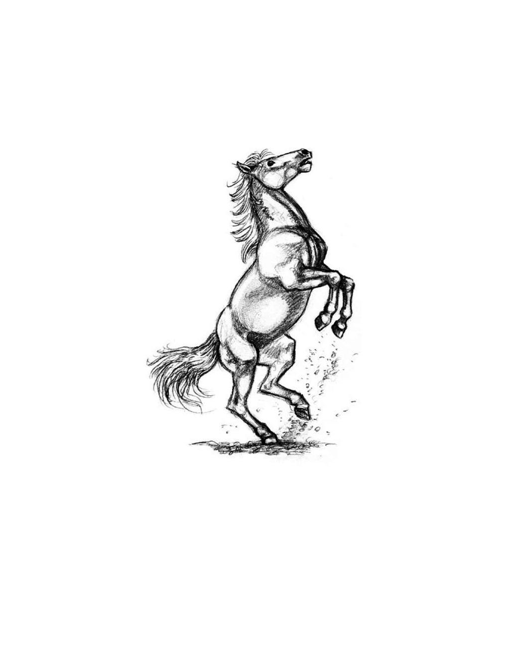 How to Draw Horses Step-By-Step for Student Part 1 - photo 5