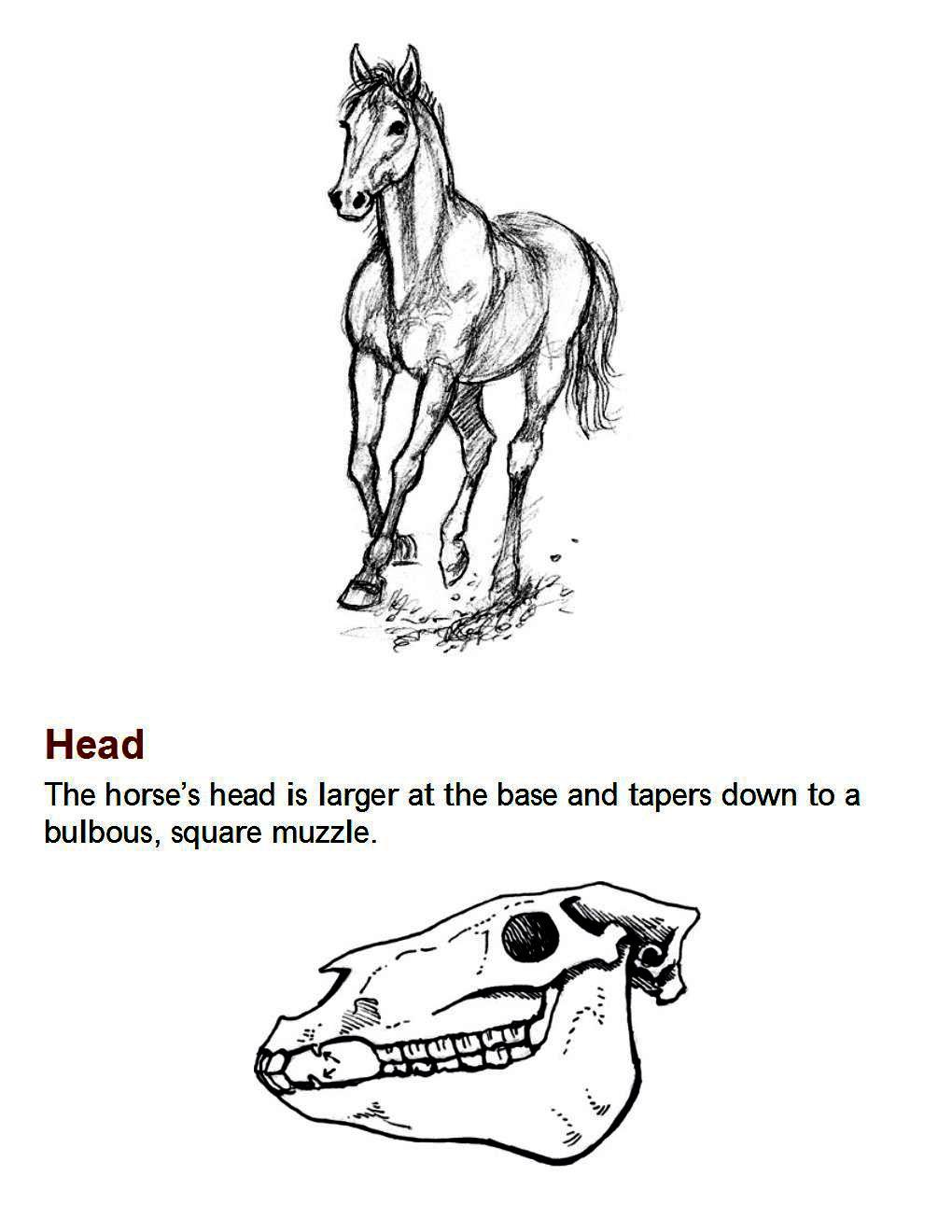 How to Draw Horses Step-By-Step for Student Part 1 - photo 6