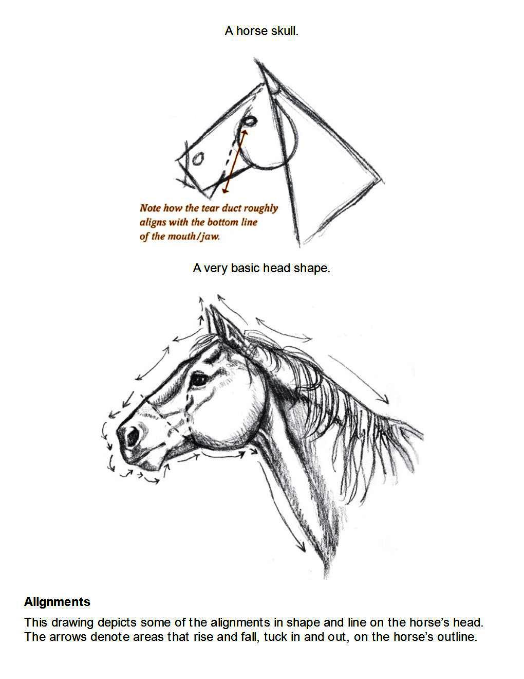 How to Draw Horses Step-By-Step for Student Part 1 - photo 7