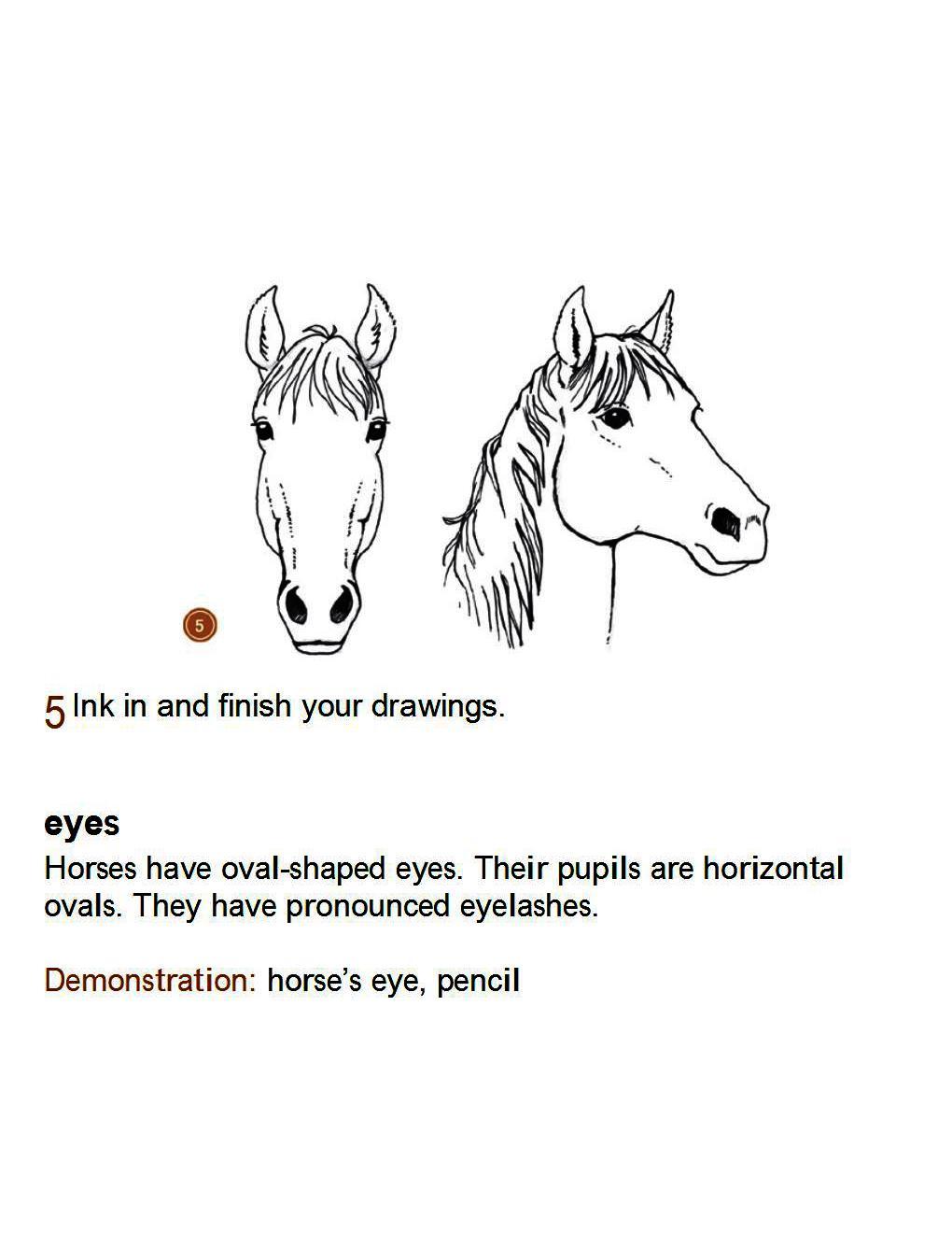 How to Draw Horses Step-By-Step for Student Part 1 - photo 11