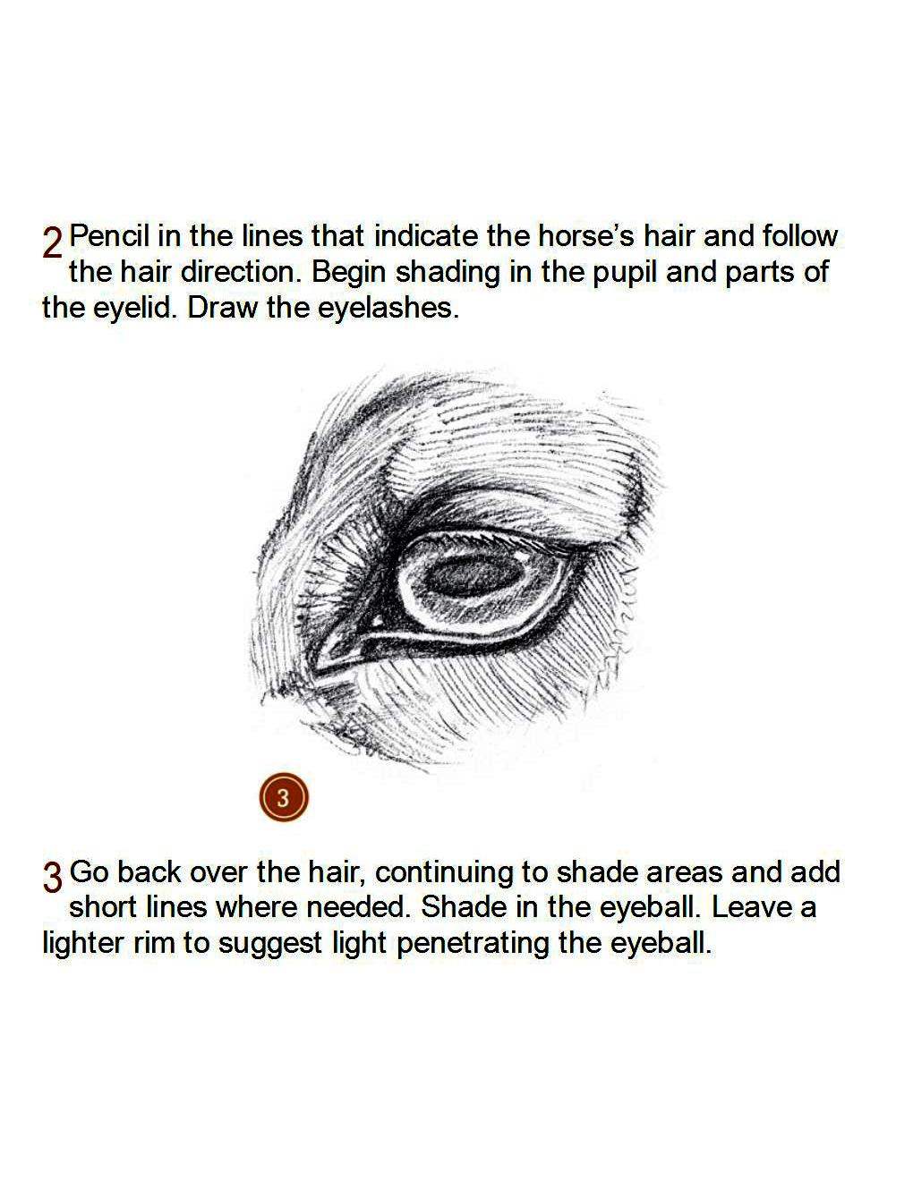 How to Draw Horses Step-By-Step for Student Part 1 - photo 13