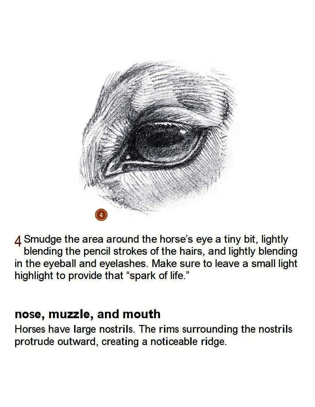 How to Draw Horses Step-By-Step for Student Part 1 - photo 14