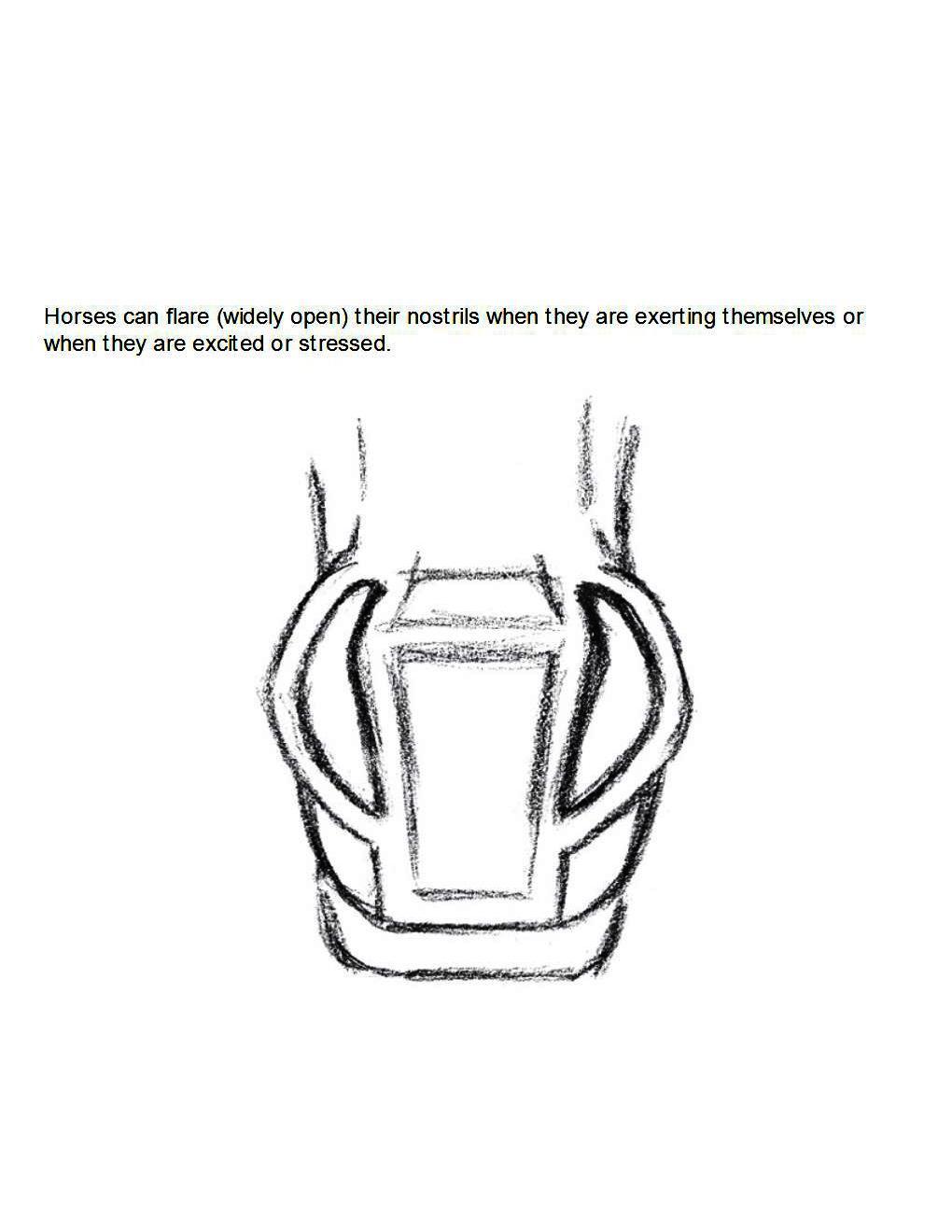 How to Draw Horses Step-By-Step for Student Part 1 - photo 16