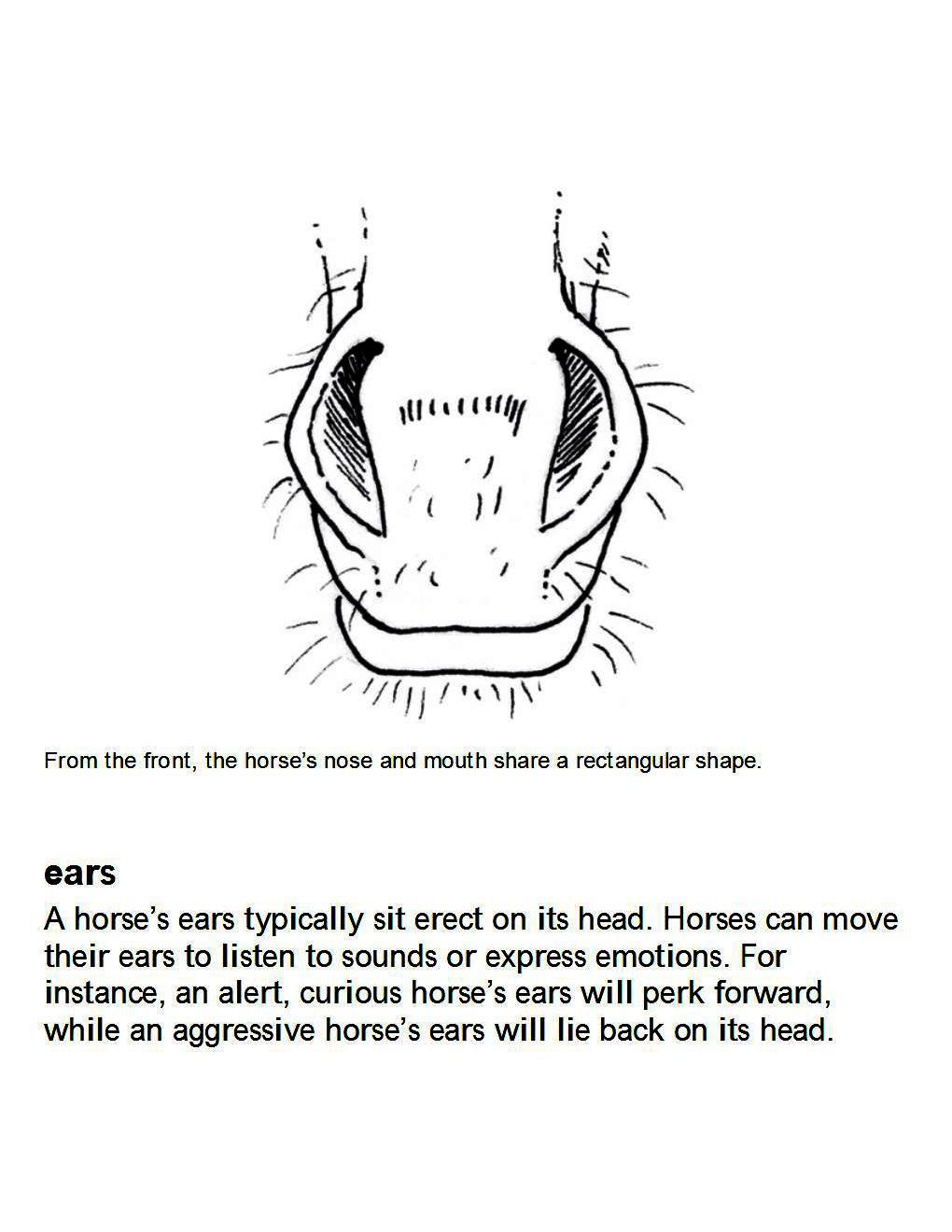 How to Draw Horses Step-By-Step for Student Part 1 - photo 17