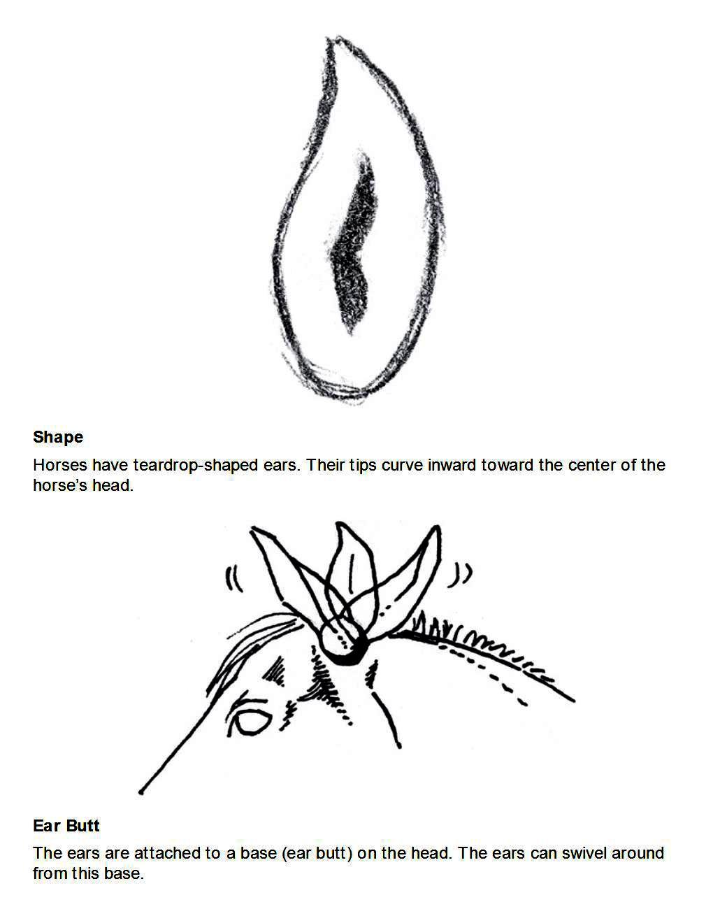 How to Draw Horses Step-By-Step for Student Part 1 - photo 18