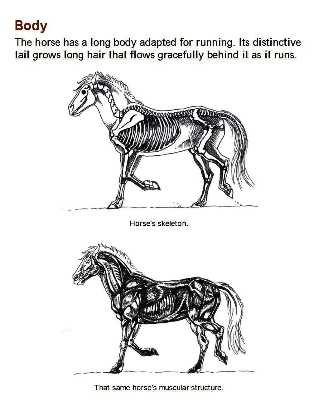 How to Draw Horses Step-By-Step for Student Part 1 - photo 19