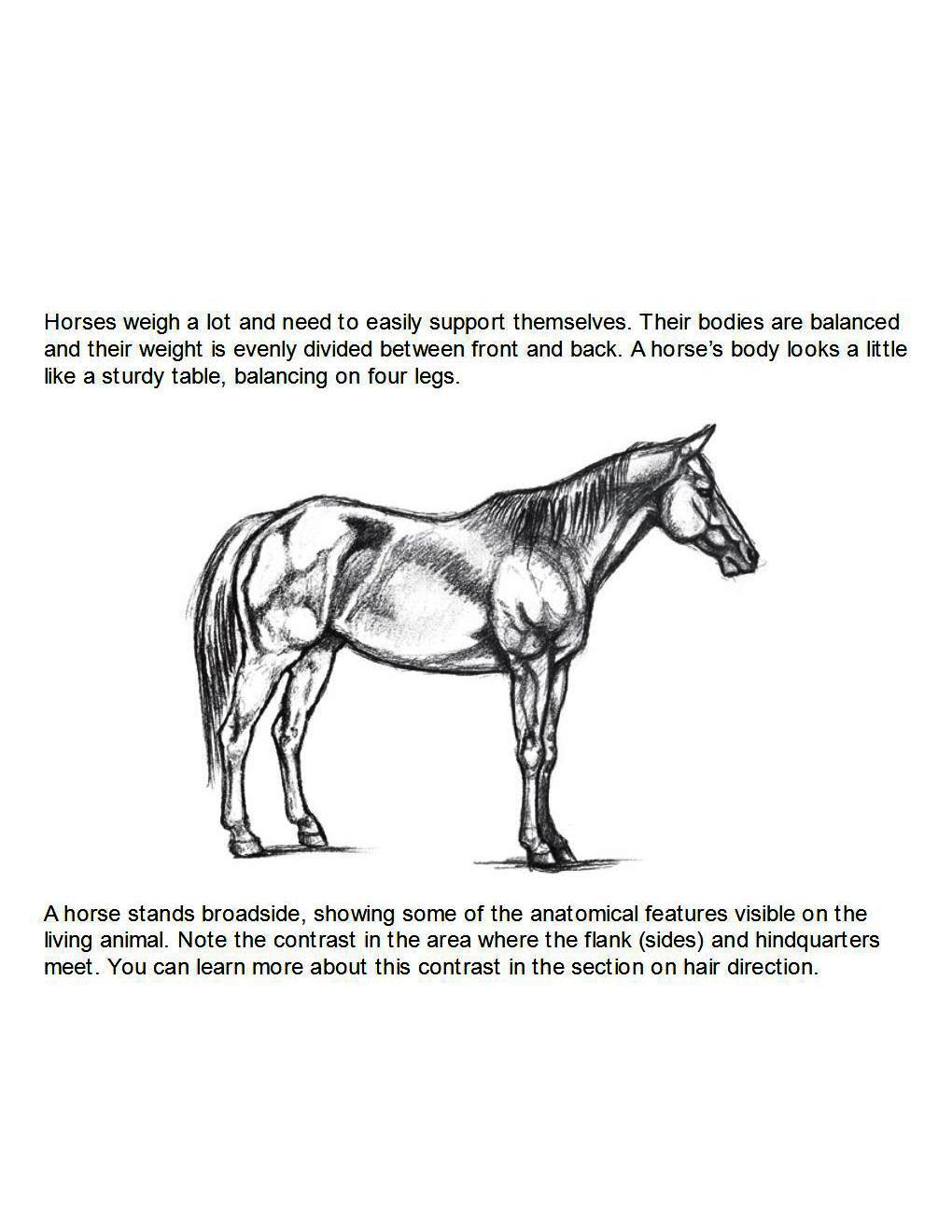 How to Draw Horses Step-By-Step for Student Part 1 - photo 21