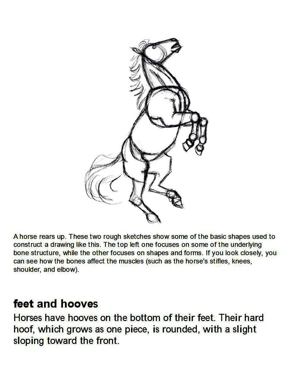 How to Draw Horses Step-By-Step for Student Part 1 - photo 23