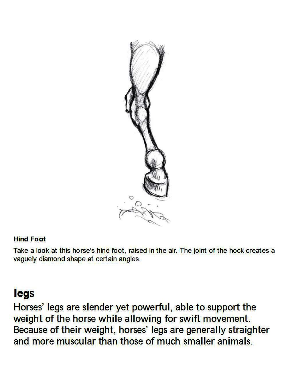 How to Draw Horses Step-By-Step for Student Part 1 - photo 30