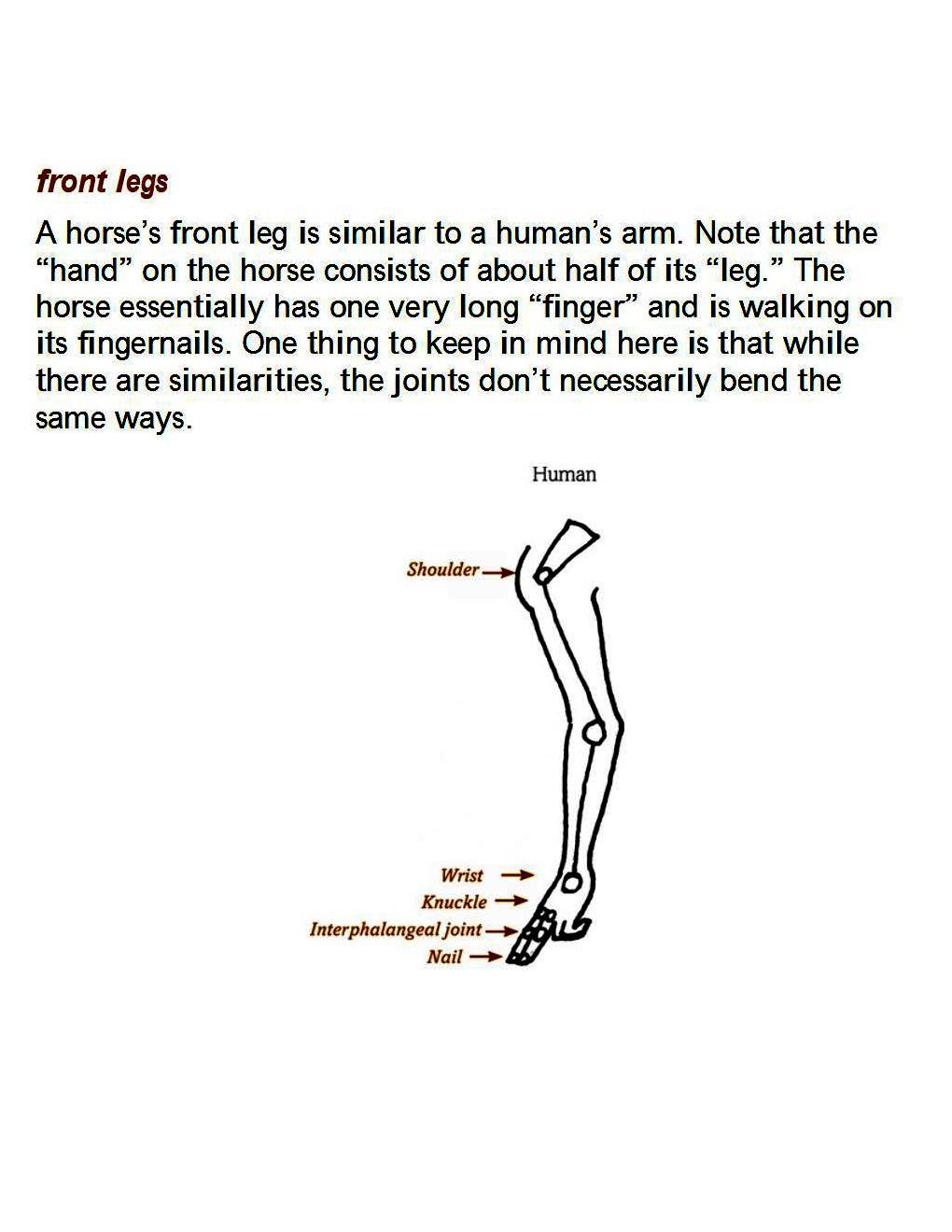 How to Draw Horses Step-By-Step for Student Part 1 - photo 31