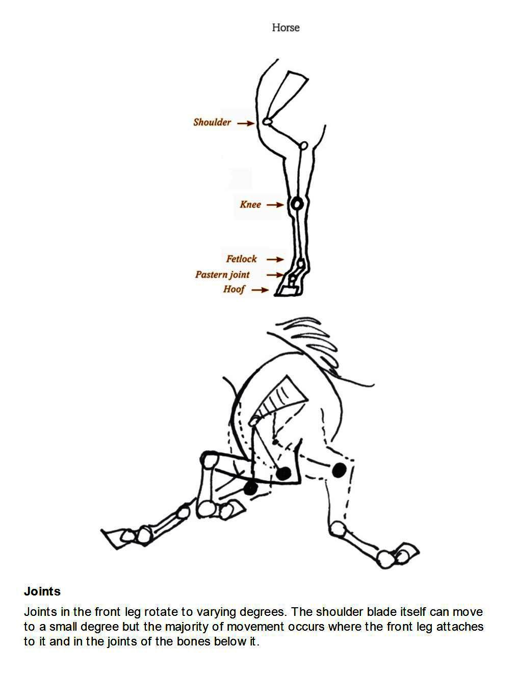 How to Draw Horses Step-By-Step for Student Part 1 - photo 32