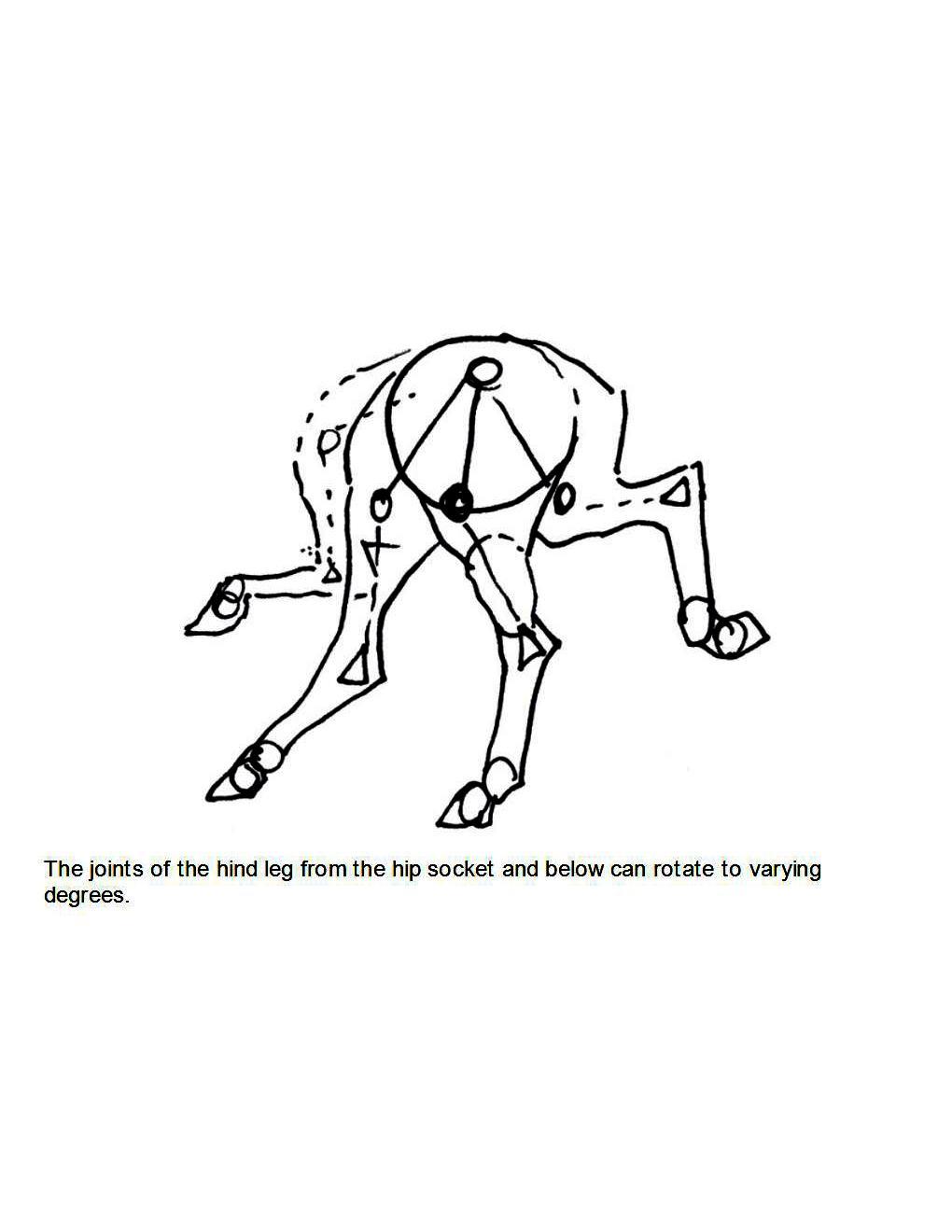 How to Draw Horses Step-By-Step for Student Part 1 - photo 41