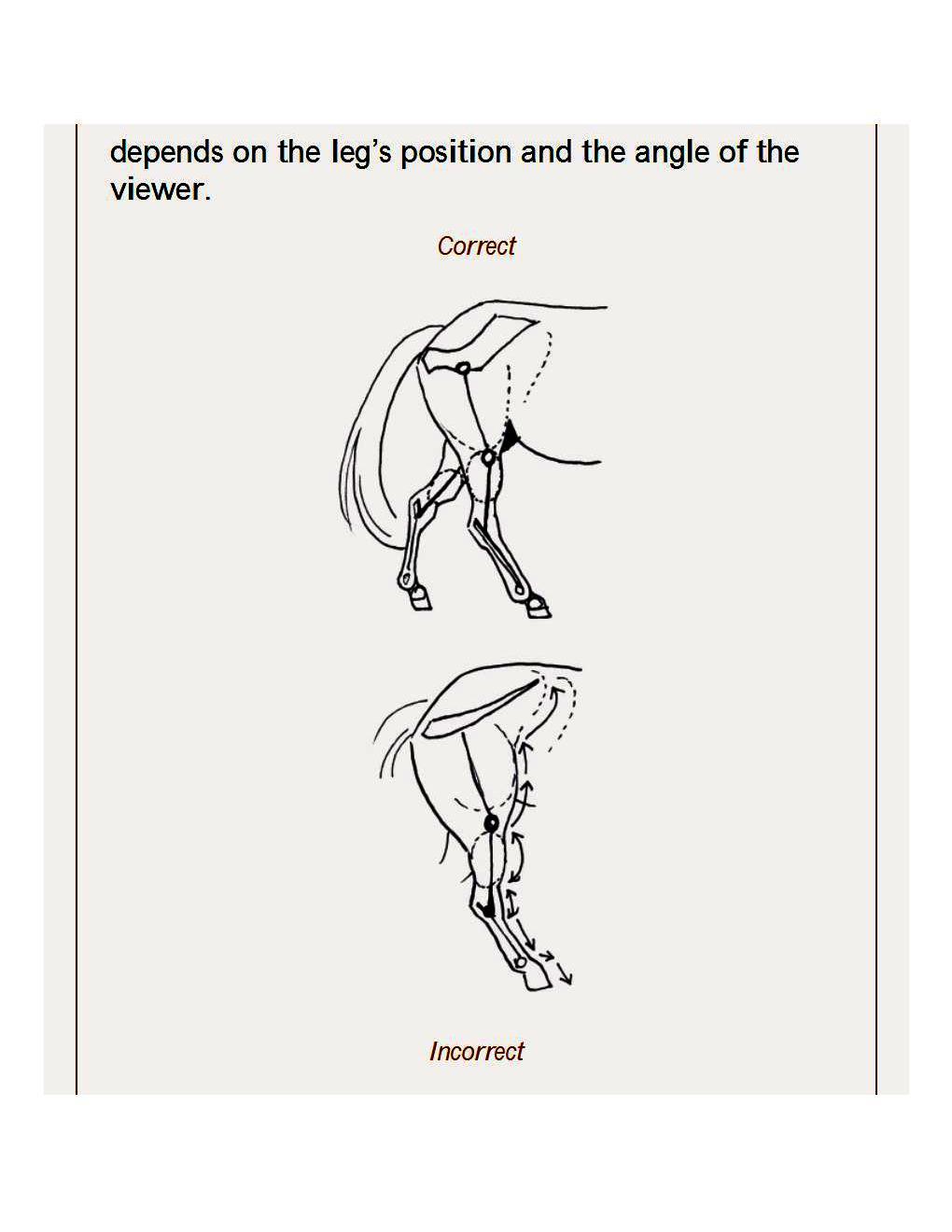 How to Draw Horses Step-By-Step for Student Part 1 - photo 47