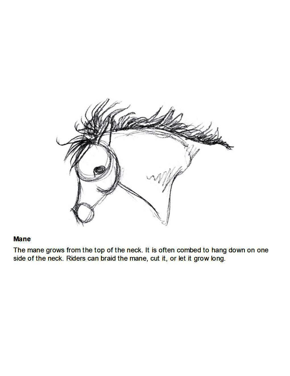 How to Draw Horses Step-By-Step for Student Part 1 - photo 49