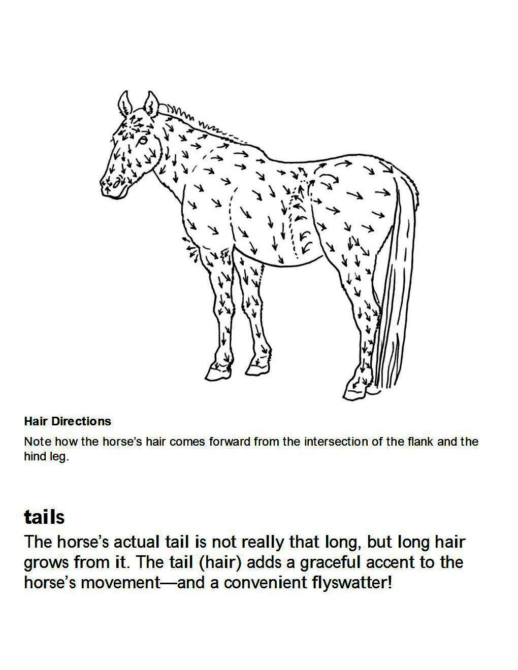 How to Draw Horses Step-By-Step for Student Part 1 - photo 50