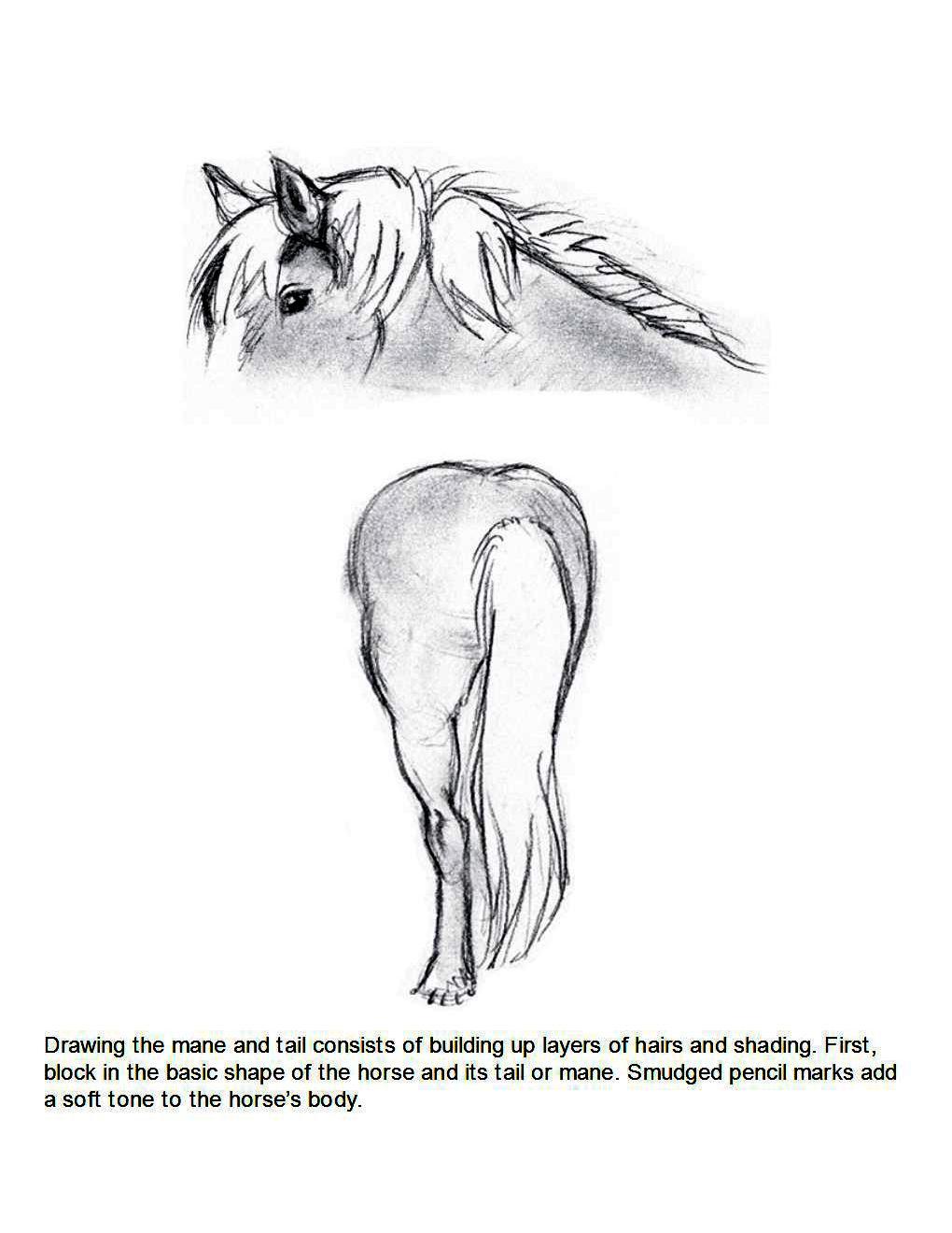 How to Draw Horses Step-By-Step for Student Part 1 - photo 51