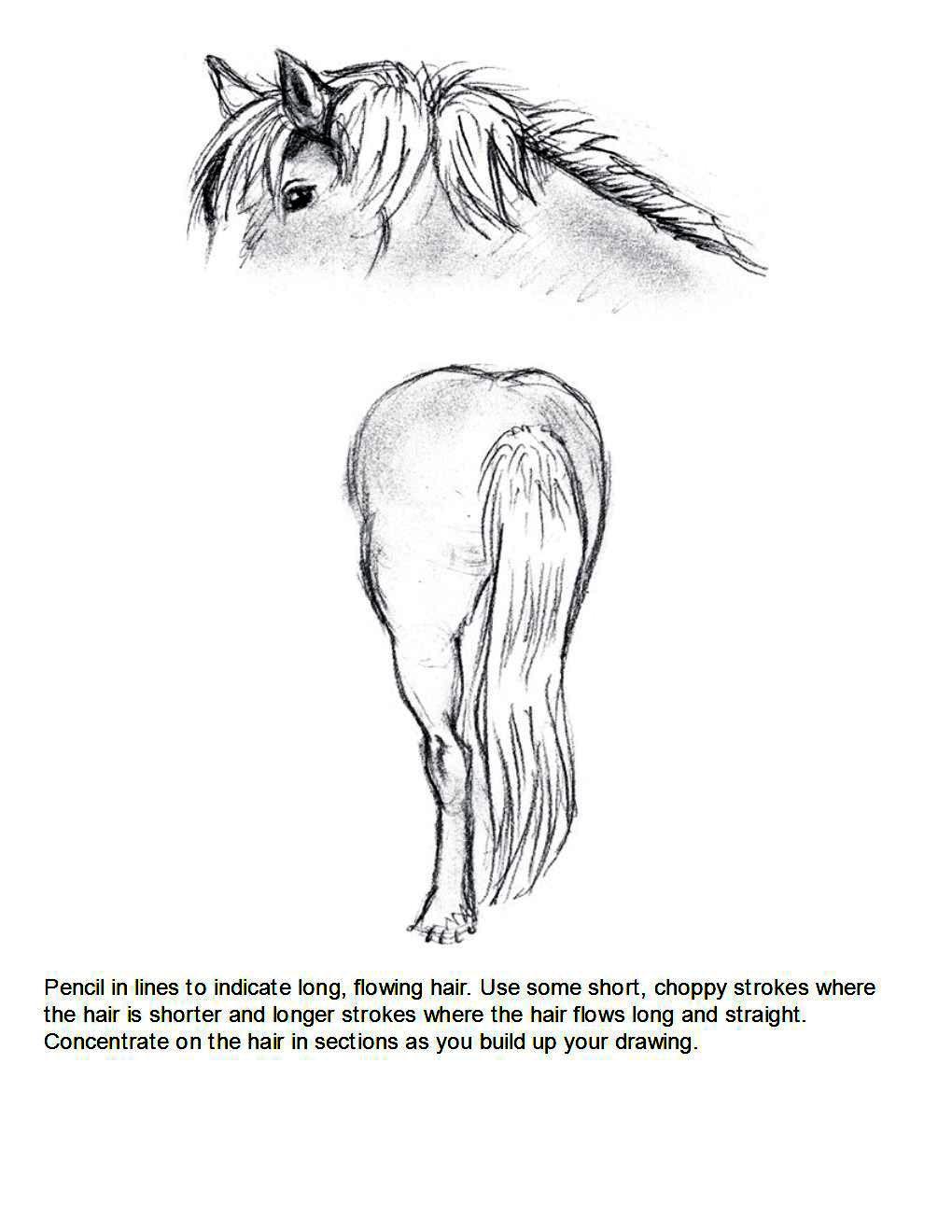 How to Draw Horses Step-By-Step for Student Part 1 - photo 52