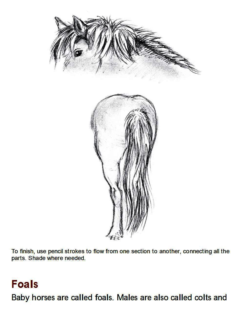 How to Draw Horses Step-By-Step for Student Part 1 - photo 53