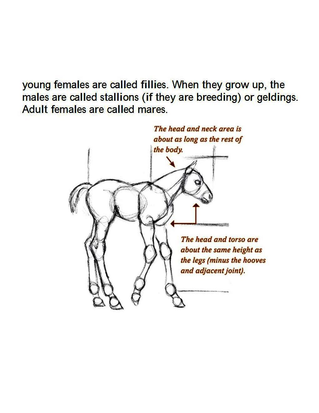 How to Draw Horses Step-By-Step for Student Part 1 - photo 54