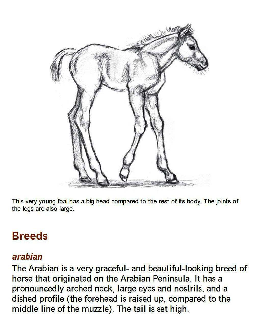 How to Draw Horses Step-By-Step for Student Part 1 - photo 55