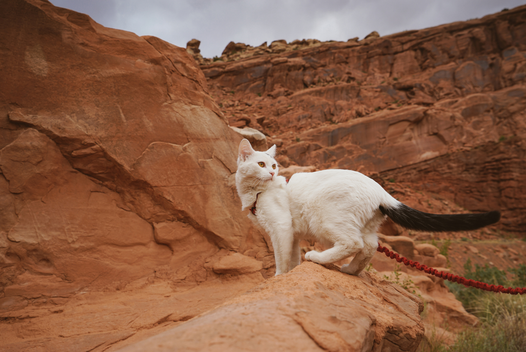 She interviewed numerous conscientious cat owners who saw how their cats were - photo 3