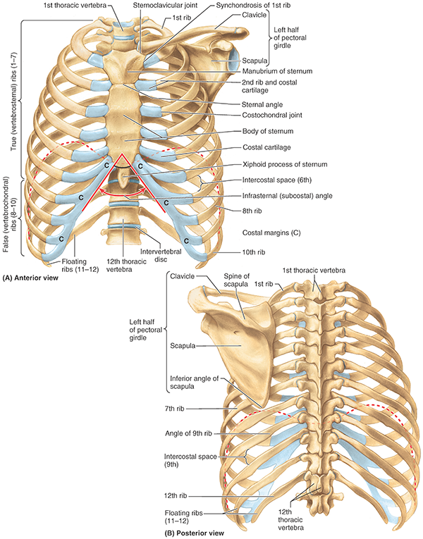 FIGURE 41 Thoracic skeleton A and B The osteocartilaginous thoracic cage - photo 7