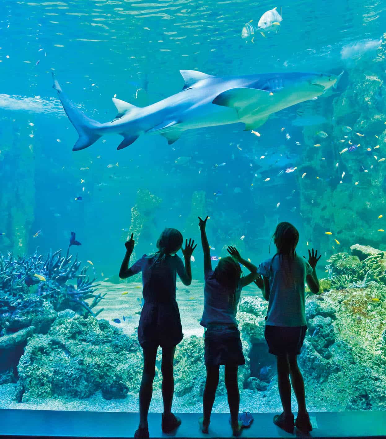 Top Attraction 4 Getty Images Sydney Aquarium Where the Great Barrier Reef - photo 7