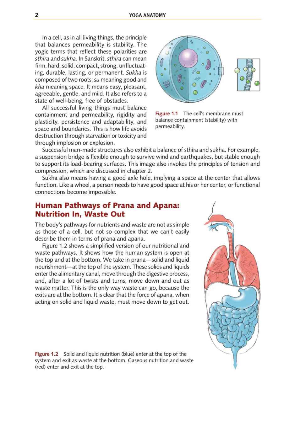 Yoga Anatomy Your Detailed Overview To Postures Activities As Well As Breathing Strategies - photo 11