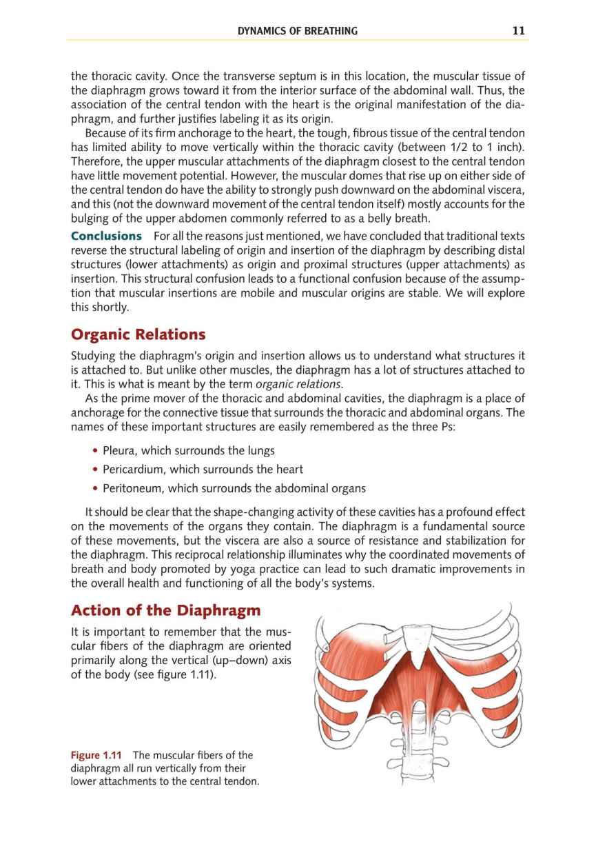 Yoga Anatomy Your Detailed Overview To Postures Activities As Well As Breathing Strategies - photo 20