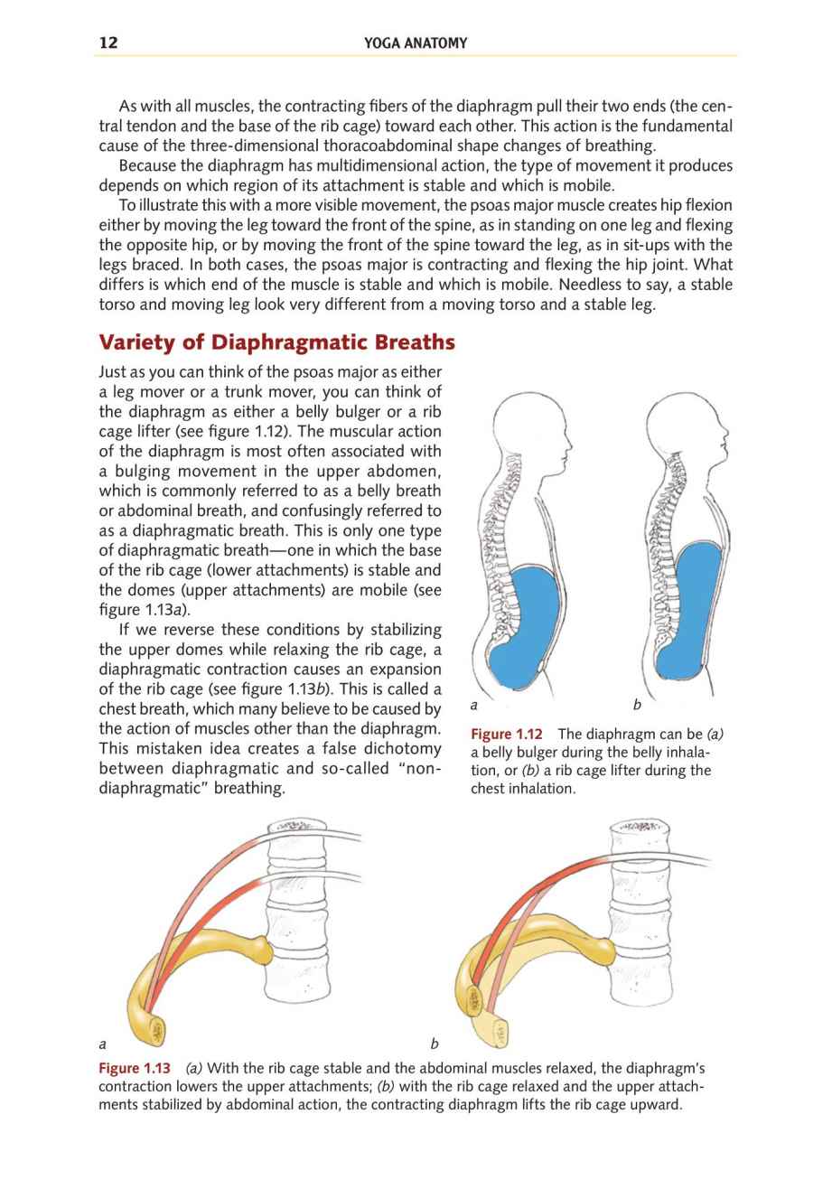 Yoga Anatomy Your Detailed Overview To Postures Activities As Well As Breathing Strategies - photo 21