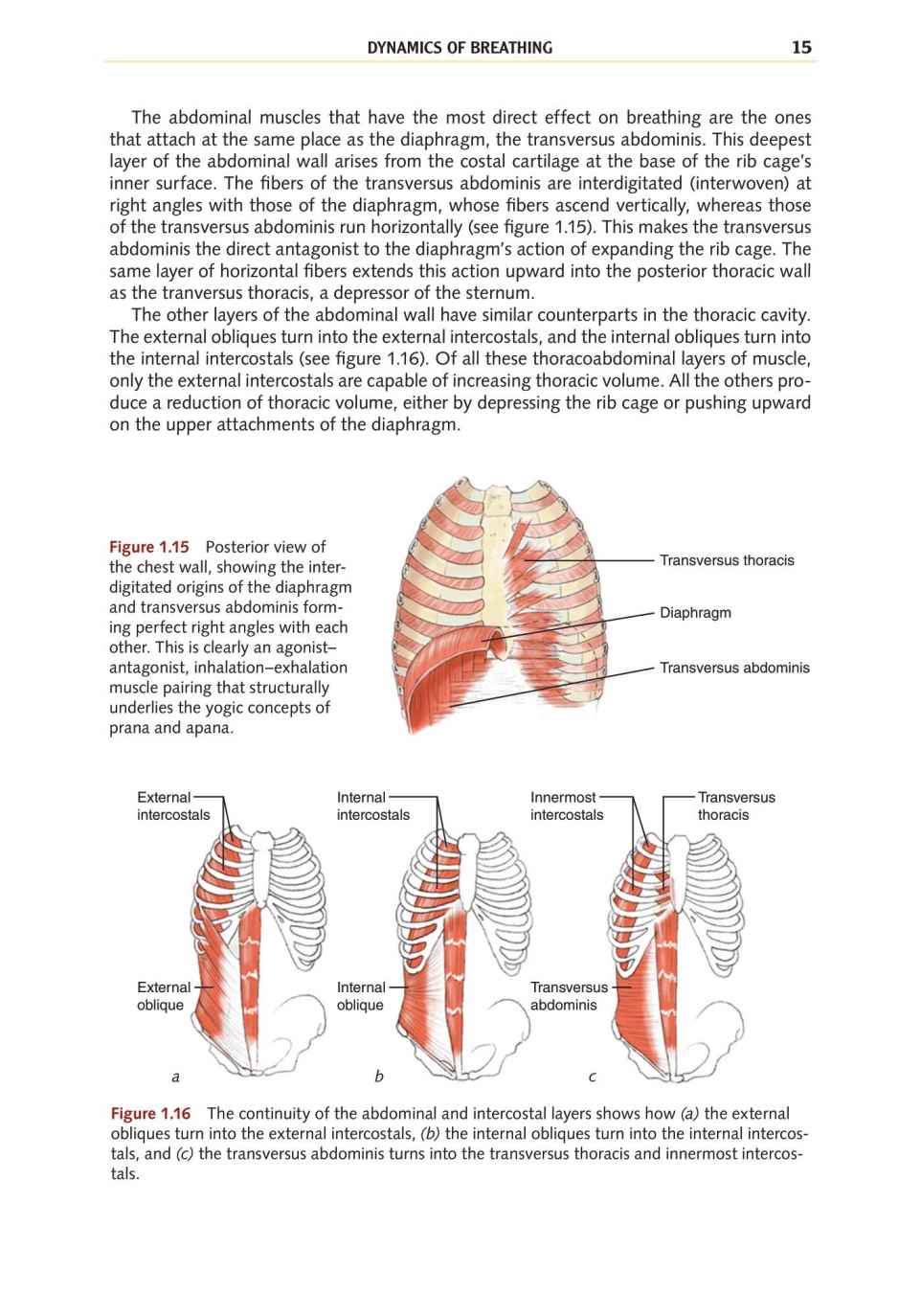 Yoga Anatomy Your Detailed Overview To Postures Activities As Well As Breathing Strategies - photo 24