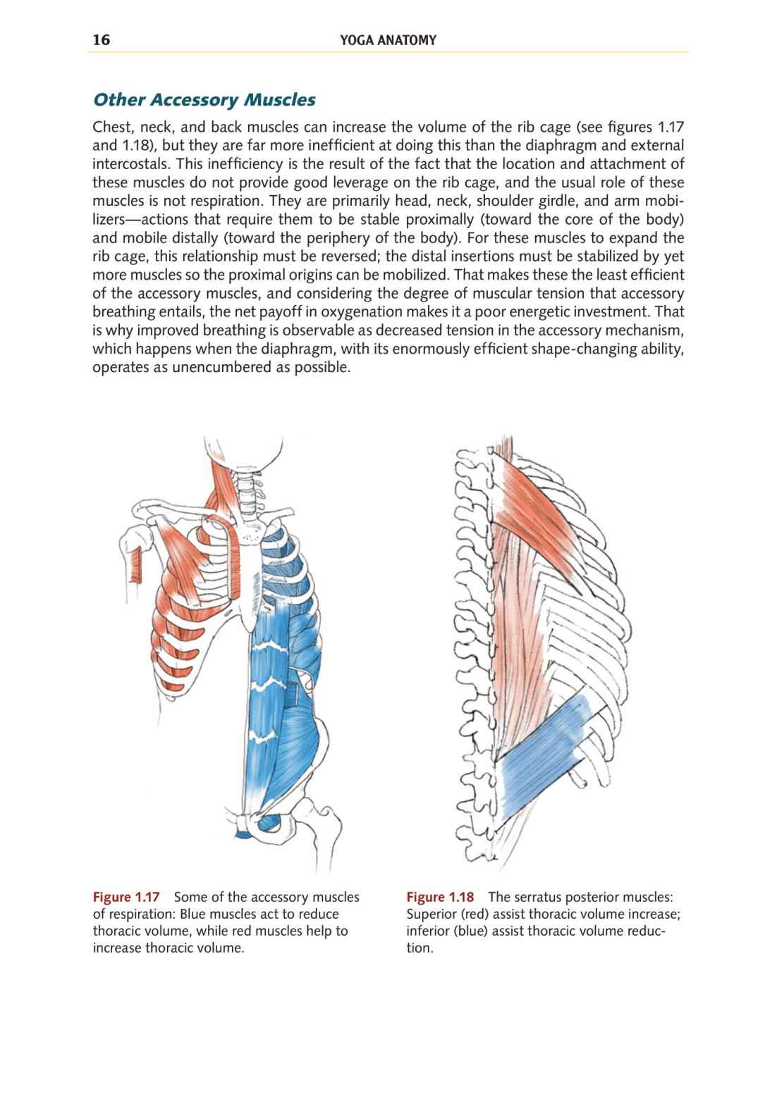 Yoga Anatomy Your Detailed Overview To Postures Activities As Well As Breathing Strategies - photo 25