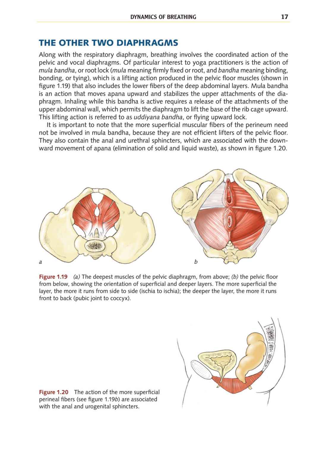 Yoga Anatomy Your Detailed Overview To Postures Activities As Well As Breathing Strategies - photo 26