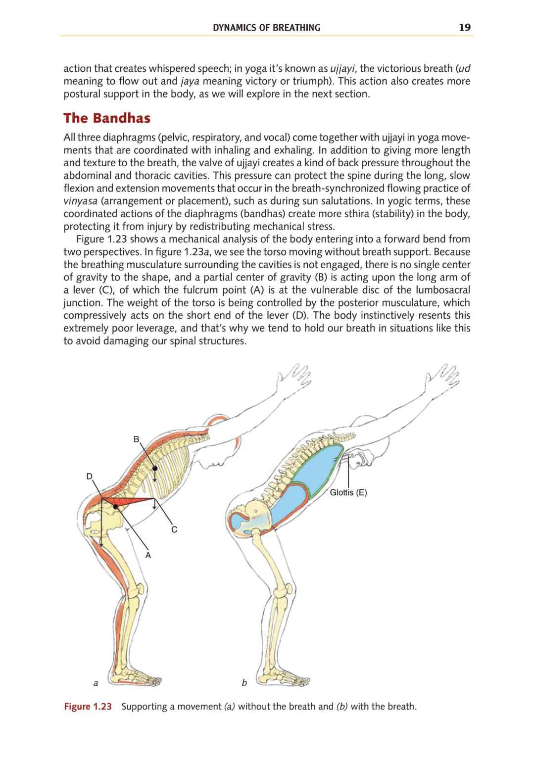 Yoga Anatomy Your Detailed Overview To Postures Activities As Well As Breathing Strategies - photo 28