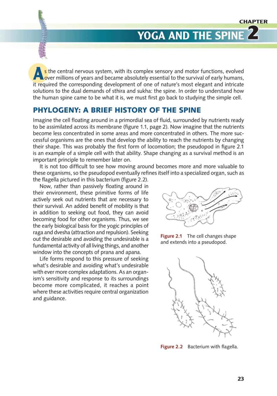 Yoga Anatomy Your Detailed Overview To Postures Activities As Well As Breathing Strategies - photo 31