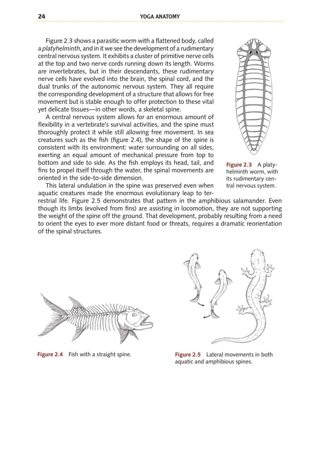 Yoga Anatomy Your Detailed Overview To Postures Activities As Well As Breathing Strategies - photo 32