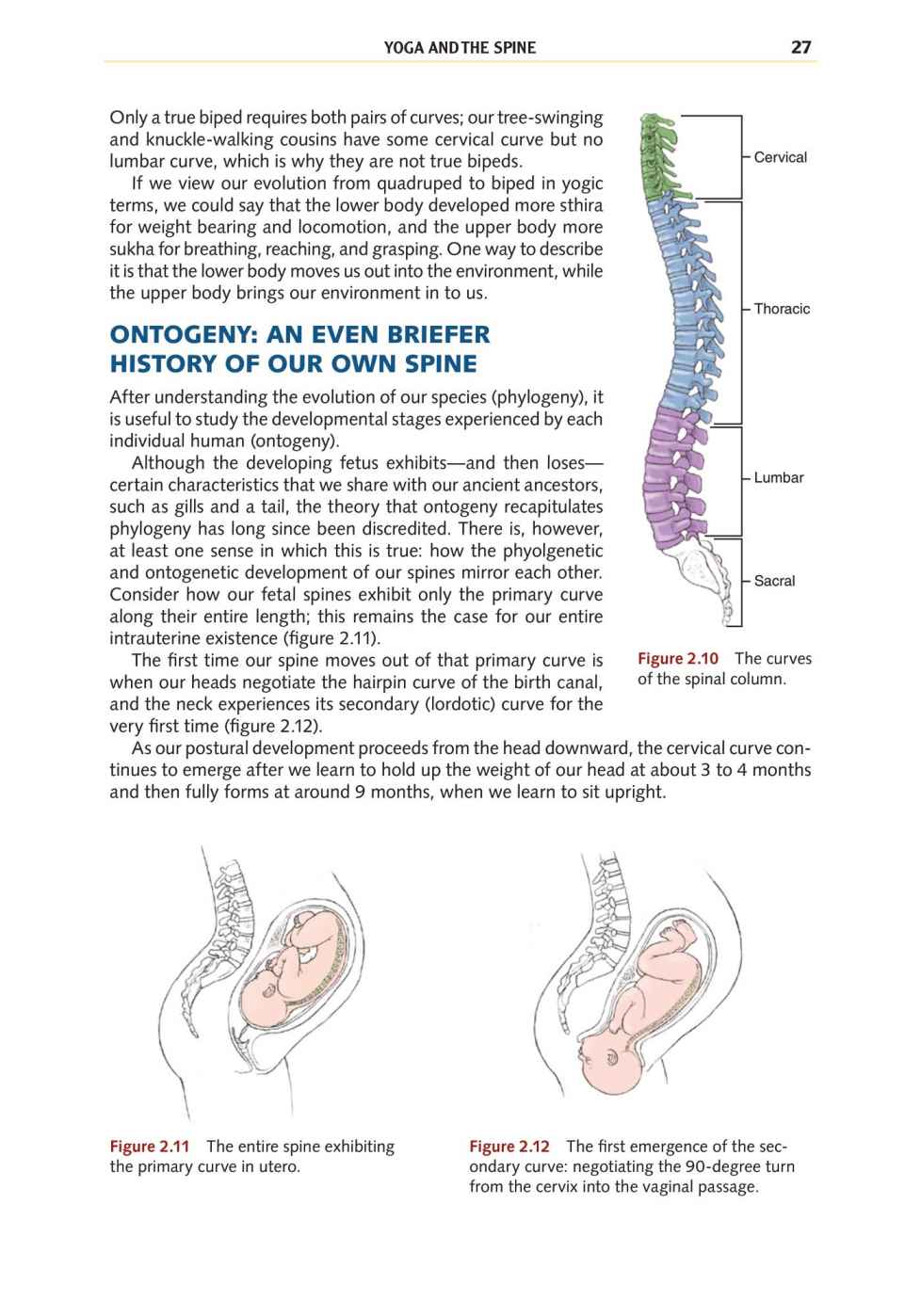 Yoga Anatomy Your Detailed Overview To Postures Activities As Well As Breathing Strategies - photo 35