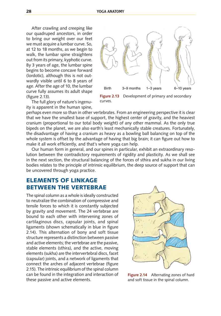 Yoga Anatomy Your Detailed Overview To Postures Activities As Well As Breathing Strategies - photo 36