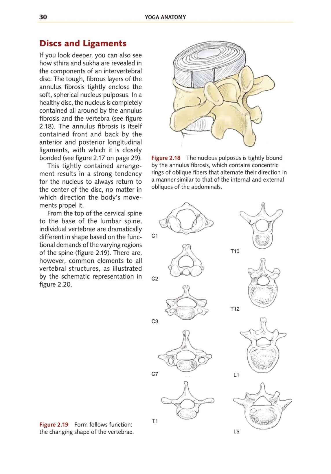 Yoga Anatomy Your Detailed Overview To Postures Activities As Well As Breathing Strategies - photo 38