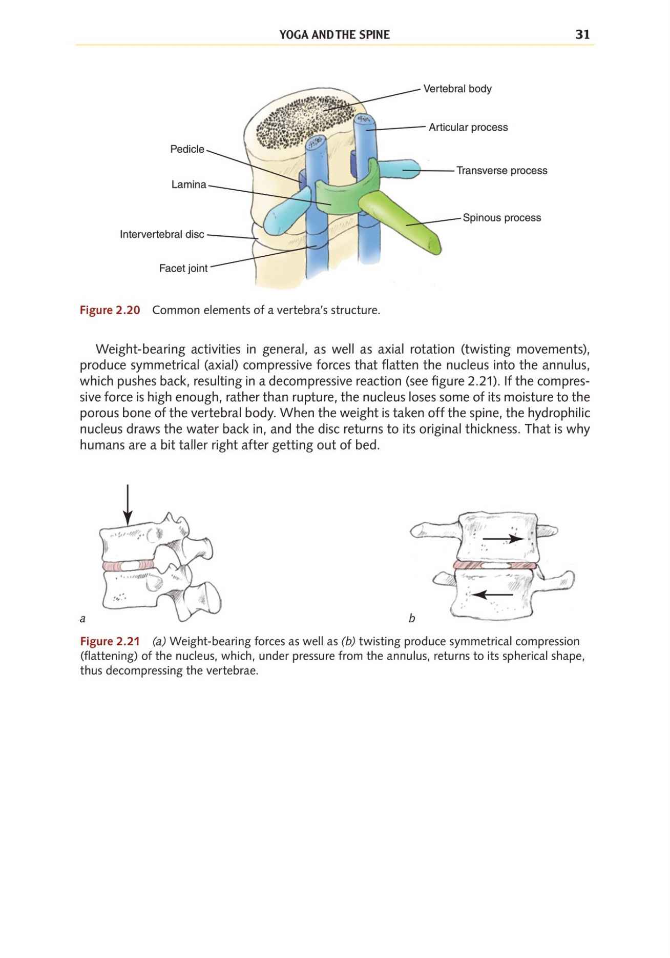 Yoga Anatomy Your Detailed Overview To Postures Activities As Well As Breathing Strategies - photo 39