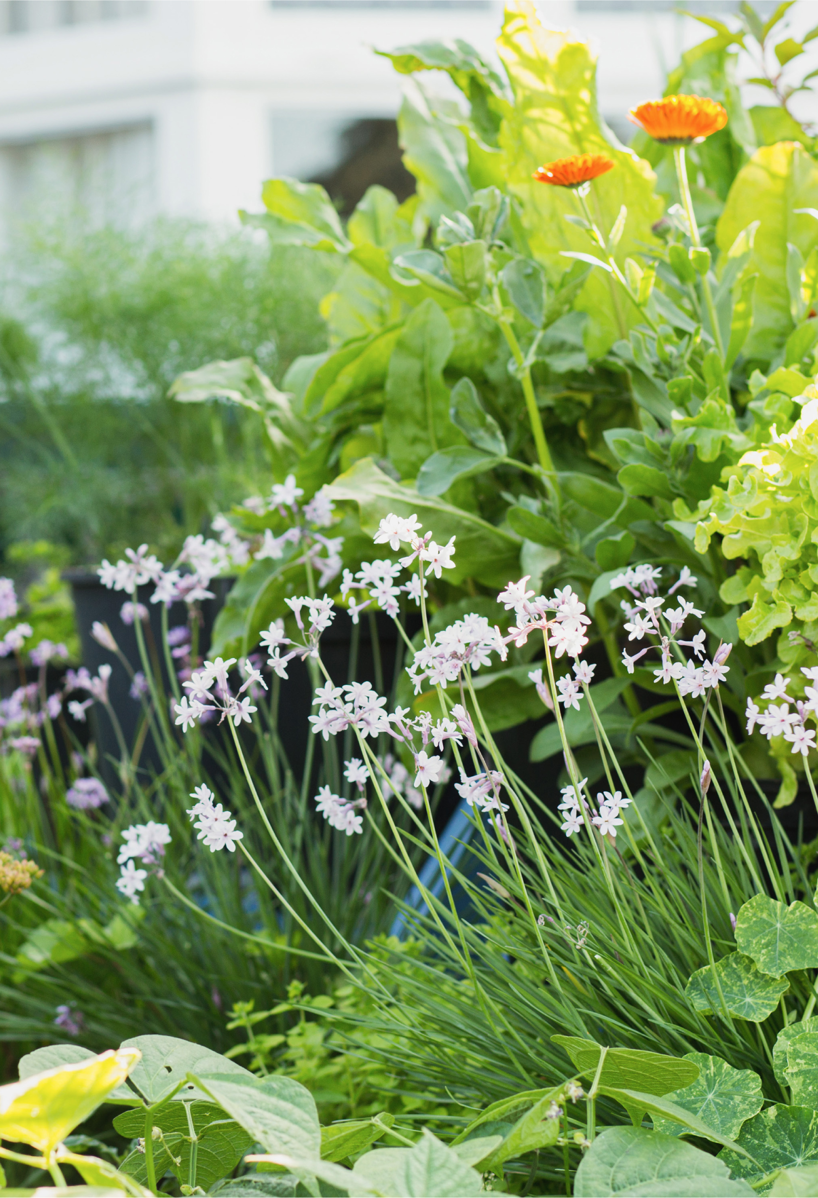 When I started growing food on my balcony in 2009 I had little idea of what I - photo 2