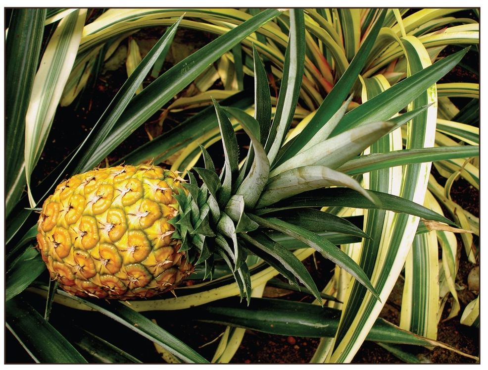 PINEAPPLE FLOWERS F ancy dried fruit is an attention-getter as a garnish for - photo 4