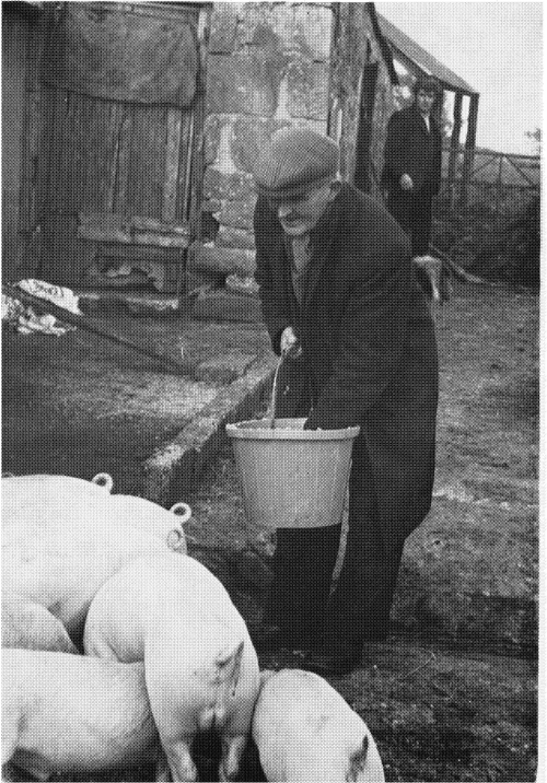 John Maguire feeding his pigs Contents John Blacking Plates John Maguire - photo 4