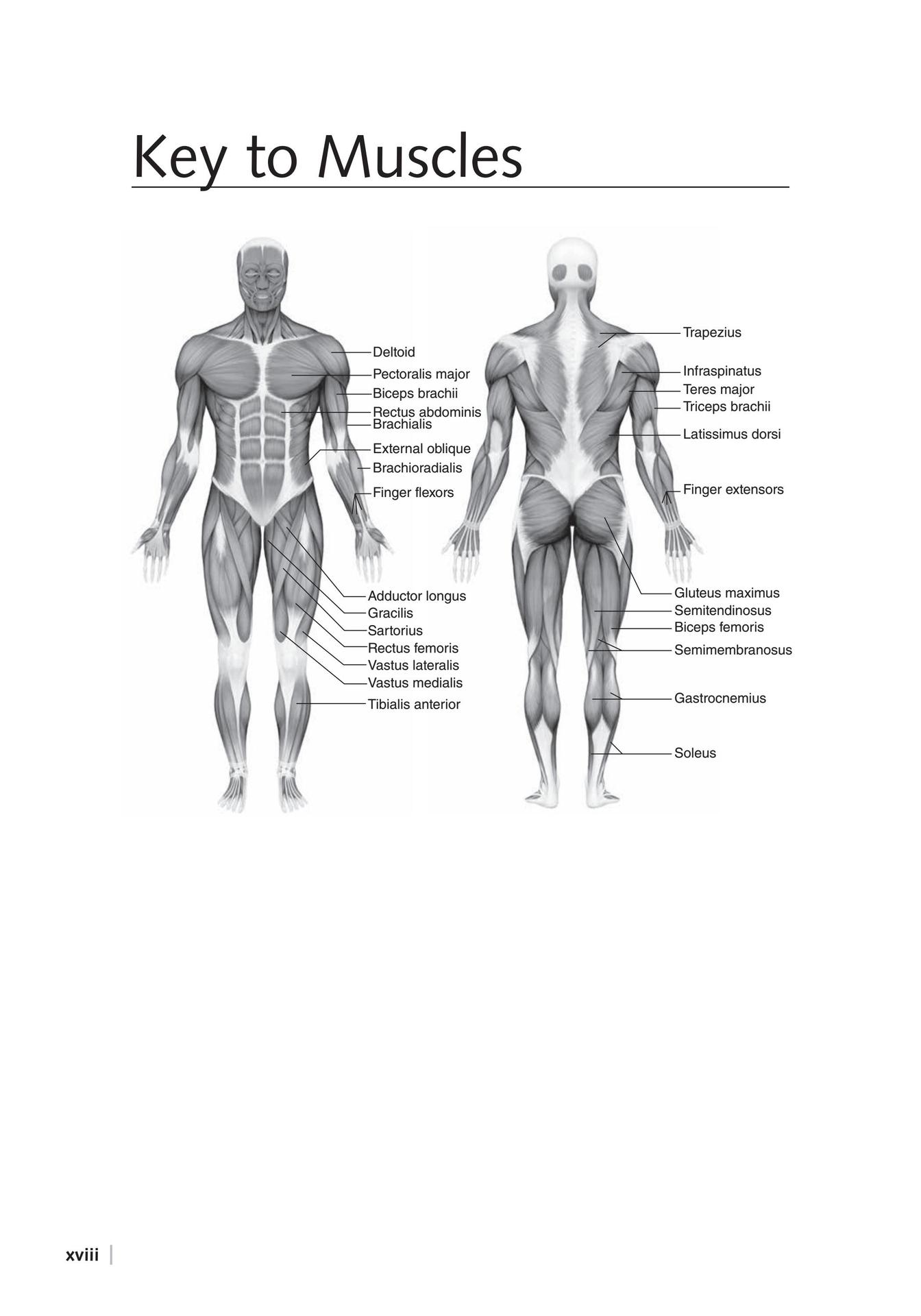 The Ultimate Guide Dumbbell Training for Gymer The most effective Exercise and Programs for Fitness Fat loss Muscle Mass Strength Performance - photo 13