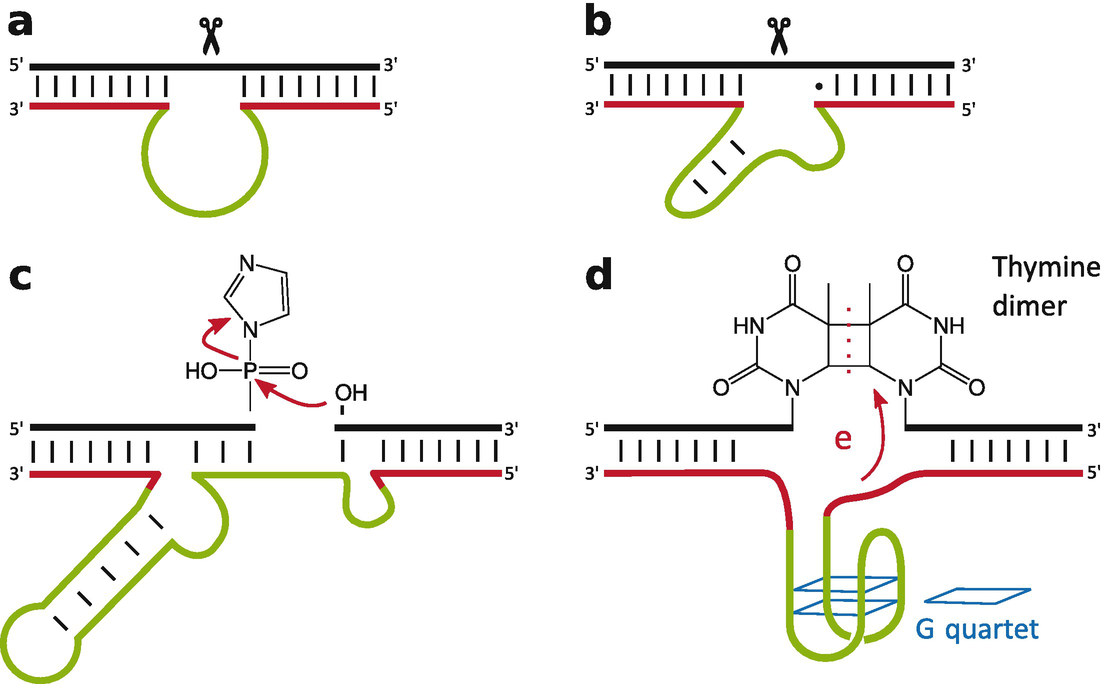 Fig 1 Schematic representation of different DNAzymes The RNA-cleaving - photo 3